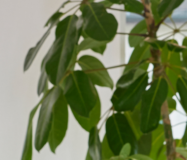 Remo Ribeli, ICT Supporter